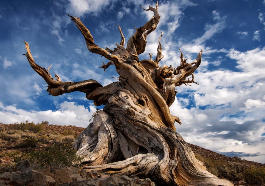 Methuselah Tree